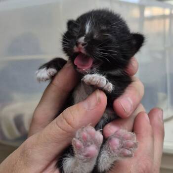 American Shorthair Cats Available for Adoption in Lake Panasoffkee, Florida - Padma | PetCurious