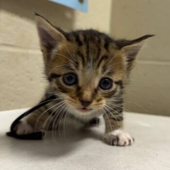 Domestic Short Hair Cats Available for Adoption in Milton, Florida - Biscat | PetCurious