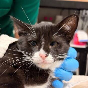 Flora -  Domestic Short Hair Cat for Adoption in Walker, Michigan - Flora | PetCurious