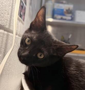Elvis -  Domestic Short Hair Cat for Adoption in Golden, Colorado - Elvis | PetCurious