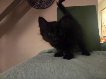 Root -  Domestic Medium Hair Cat for Adoption in Parkville, Maryland - Root | PetCurious