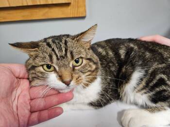 Rescue Domestic Short Hair Cats for Adoption in Riverbank, New Brunswick - Bingo | PetCurious
