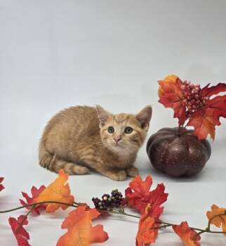 Rescue Domestic Short Hair Cats for Adoption in Morton Grove, Illinois - Leaf | PetCurious