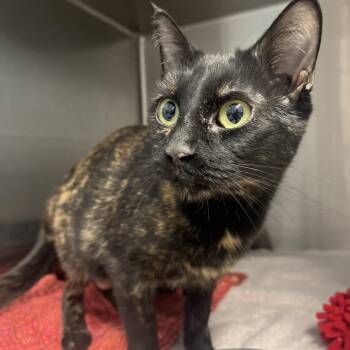 Domestic Short Hair Cats Available for Adoption - Tina | PetCurious