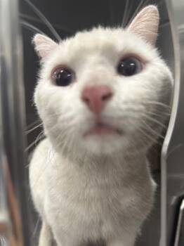 ZIGGY -  Domestic Short Hair Cat for Adoption in Thousand Palms, California - ZIGGY | PetCurious