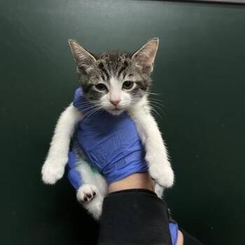 Domestic Short Hair Cats Available for Adoption in Pasadena, California - Rosie | PetCurious
