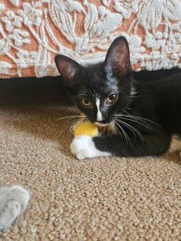 Elaine Benes -  Domestic Short Hair Cat for Adoption in West Mifflin, Pennsylvania - Elaine Benes | PetCurious
