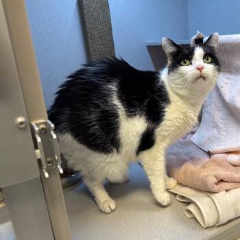 Gizmo -  Domestic Short Hair Cat for Adoption in Pittsburgh, Pennsylvania - Gizmo | PetCurious