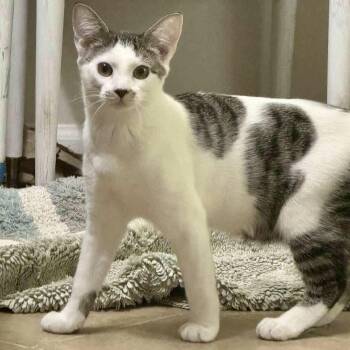 Rescue Domestic Short Hair Cats for Adoption in Richmond, Virginia - Cognac | PetCurious