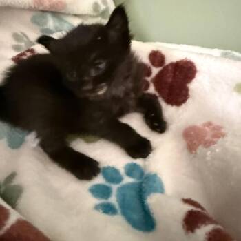Tanzanite -  Domestic Short Hair Cat for Adoption in Ferndale, Washington - Tanzanite | PetCurious