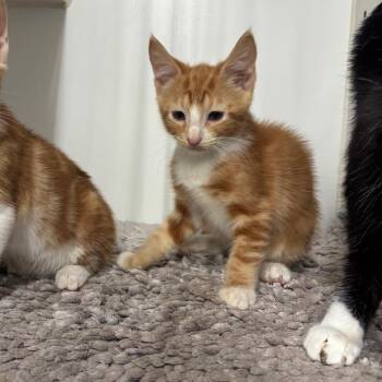 Tigger -  Domestic Short Hair Cat for Adoption in Hinesville, Georgia - Tigger | PetCurious