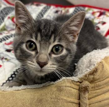 Mystical Muffin -  Domestic Short Hair Cat for Adoption in Winnipeg, Manitoba - Mystical Muffin | PetCurious