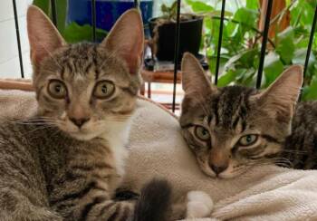 Freckles and Palmer -16 week old kittens - super playful -  Domestic Short Hair Cat for Adoption in Durham, Connecticut - Freckles And Palmer -16 Week Old Kittens - Super Playful | PetCurious