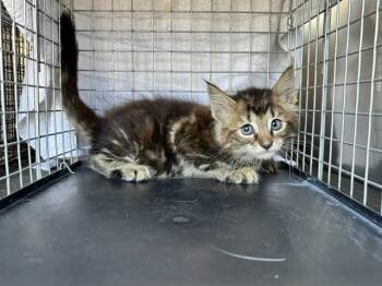 Domestic Medium Hair Cats Available for Adoption in Ontario, California - SPARKLES | PetCurious
