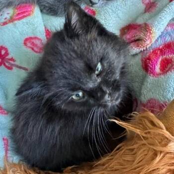 Onyx -  American Bobtail Cat Available for Adoption in Melbourne, Kentucky - Onyx | PetCurious
