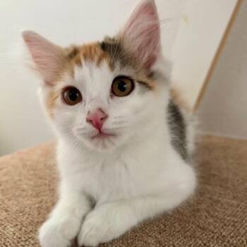 Cholula -  Domestic Medium Hair Cat for Adoption in Renton, Washington - Cholula | PetCurious