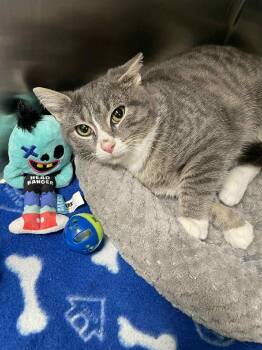 Domestic Short Hair Cats Available for Adoption - Alley | PetCurious