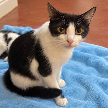 Zelda -  Domestic Short Hair Cat for Adoption in Tucson, Arizona - Zelda | PetCurious