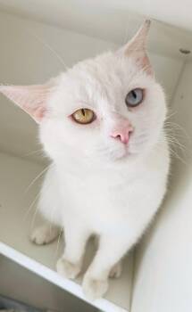 Domestic Short Hair Cats Available for Adoption - Carvill | PetCurious