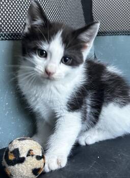 Storm -  Tuxedo Cat for Adoption in Sandusky, Michigan - Storm | PetCurious