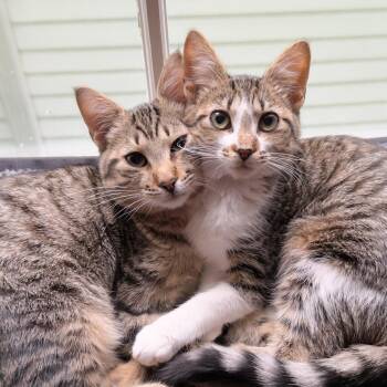 Tabby Cats Available for Adoption in New Orleans, Louisiana - Lenny | PetCurious