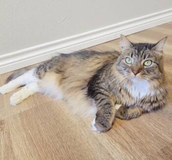 Rescue Maine Coon and Domestic Medium Hair Cats for Adoption in Fort Worth, Texas - Olive | PetCurious