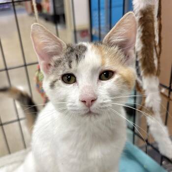 Josie -  Domestic Short Hair Cat for Adoption in Sonora, California - Josie | PetCurious