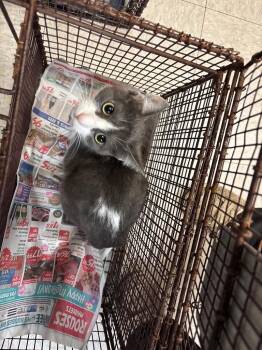 26-0719C -  Domestic Short Hair Cat for Adoption in Sorrento, Louisiana - 26-0719C | PetCurious