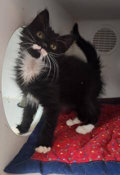 Walter -  Domestic Medium Hair Cat for Adoption in Walnutport, Pennsylvania - Walter | PetCurious