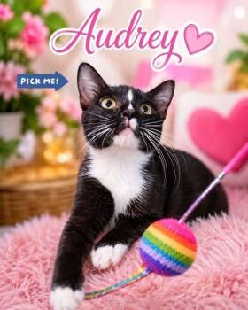 Audrey -  Domestic Short Hair and Tuxedo Cat for Adoption in St. Augustine, Florida - Audrey | PetCurious