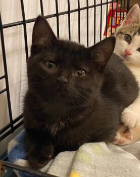 Rescue Domestic Short Hair Cats for Adoption in Newnan, Georgia - * Cicely | PetCurious