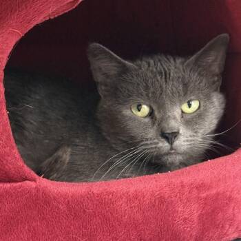 Agatha -  Domestic Short Hair Cat Available for Adoption in Reading, Vermont - Agatha | PetCurious