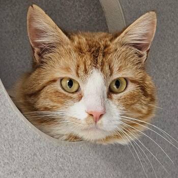 Domestic Short Hair Cats Available for Adoption in Seattle, Washington - Max | PetCurious