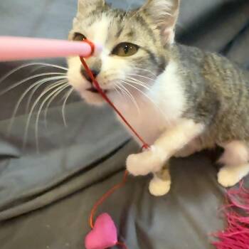 American Shorthair Cats Available for Adoption - Timber | PetCurious