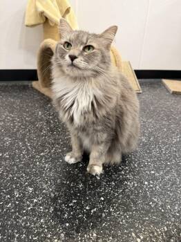 Lily and Lenny -  Domestic Short Hair Cat for Adoption in Waltham, Massachusetts - Lily And Lenny | PetCurious
