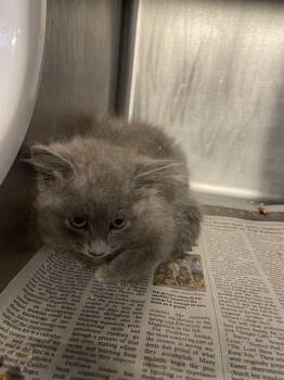 Domestic Medium Hair Cats Available for Adoption in Stockton, California - ALICIA | PetCurious