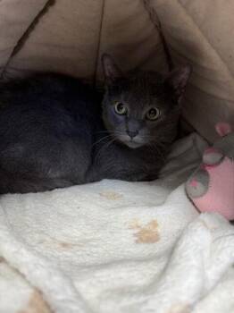 Domestic Short Hair Cats Available for Adoption in Montgomery, New Jersey - Static | PetCurious