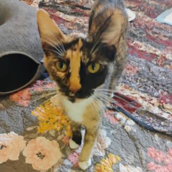 Queen -  Domestic Short Hair Cat for Adoption in Valdosta, Georgia - Queen | PetCurious