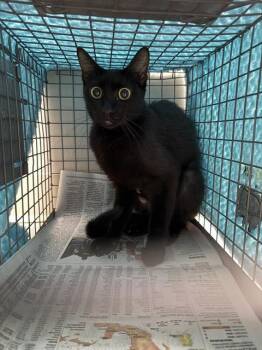 Rescue Domestic Short Hair Cats for Adoption in Pasadena, Texas - A179974 | PetCurious