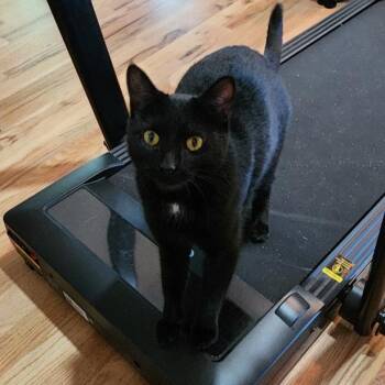 Squeaky -  Domestic Short Hair Cat for Adoption in Traverse City, Michigan - Squeaky | PetCurious