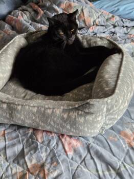 Domestic Short Hair Cats Available for Adoption - Licorice | PetCurious