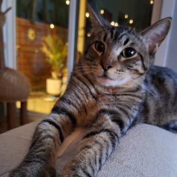 Domestic Short Hair Cats Available for Adoption in Denver, Colorado - Haribo Houston | PetCurious