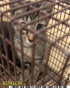 ANNE -  Domestic Short Hair Cat for Adoption in West Palm Beach, Florida - ANNE | PetCurious