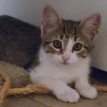 Nelly -  Domestic Short Hair Cat for Adoption in Prescott, Arizona - Nelly | PetCurious