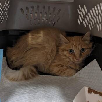 Sriracha -  Domestic Medium Hair Cat for Adoption in Salt Lake City, Utah - Sriracha | PetCurious