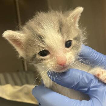 Gob -  Domestic Short Hair Cat for Adoption in Lynchburg, Virginia - Gob | PetCurious