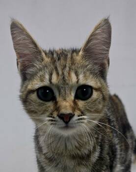 Domestic Short Hair and Tabby Cats Available for Adoption in New York, New York - Lion Heart *foster Needed* | PetCurious