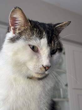 Django -  Domestic Short Hair Cat Available for Adoption in Ottawa, Ontario - Django | PetCurious