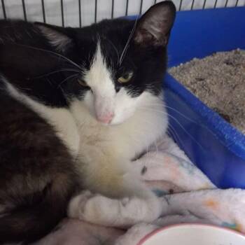 Panda -  Domestic Short Hair Cat for Adoption in Lake Havasu City, Arizona - Panda | PetCurious