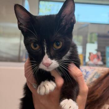 Kevin -  Domestic Short Hair Cat for Adoption in Englewood, Florida - Kevin | PetCurious